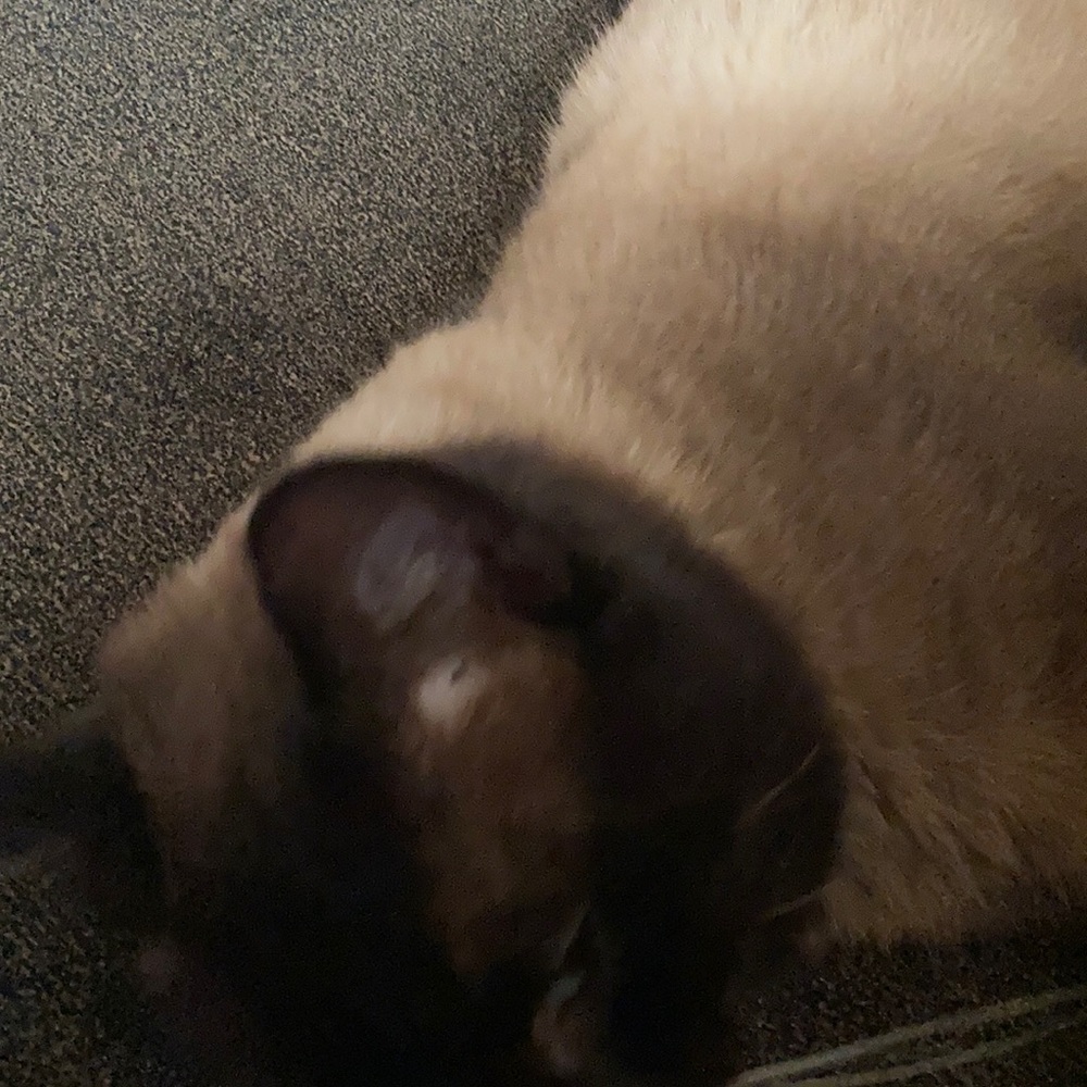 Meet your Posher, Melissa